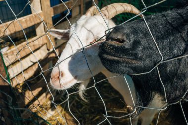 sheep in a pen in Turkey. High quality photo clipart