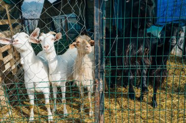 Keçi, metal çitlerin arasından burnunu sokuyor. Yüksek kalite fotoğraf