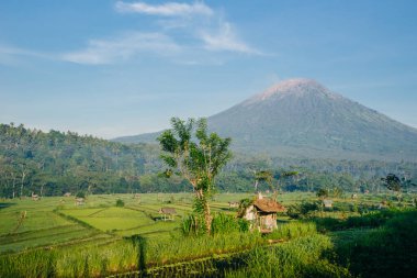 Agung Dağı ve çeltik tarlalarının havadan görünüşü, Karangasem, Bali, Endonezya. Yüksek kalite fotoğraf