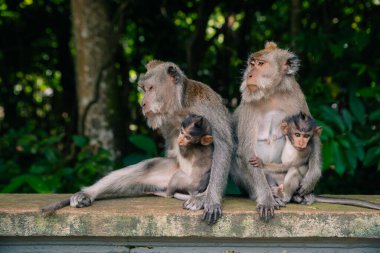 Yetişkin maymunlar ormanda oturur ve muz meyvesi yerler. Maymun Ormanı, Ubud, Bali, Endonezya. Yüksek kalite fotoğraf