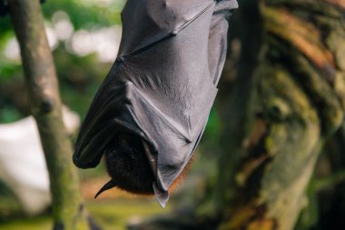 Endonezya 'da Bali' de meyve yarasası. Erkek yarasa. Yüksek kalite fotoğraf