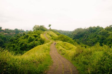 Campuhan Sırtı sanatçıları, Bali, Ubud 'da. Güzel, sakin, güneşli bir sabah. Yüksek kalite fotoğraf