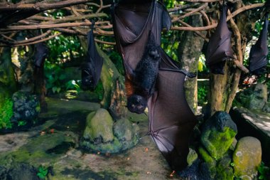 Fruit bat on Bali in Indonesia. Male bat. High quality photo clipart