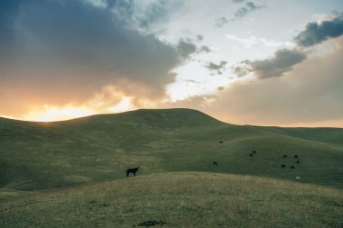 Atlar arka plandaki çimleri besliyor. Bir dağ sırasının karlı zirveleri. - Evet. Yüksek kalite fotoğraf