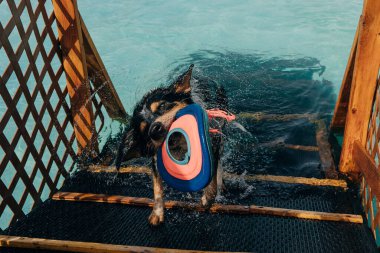  Havadaki köpek havuza dalarken oyuncak yakalamaya hazır. Yüksek kalite fotoğraf