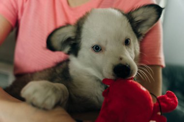 Siyah beyaz köpek yavruları oynuyor. Yüksek kalite fotoğraf