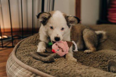 Siyah beyaz köpek yavruları oynuyor. Yüksek kalite fotoğraf