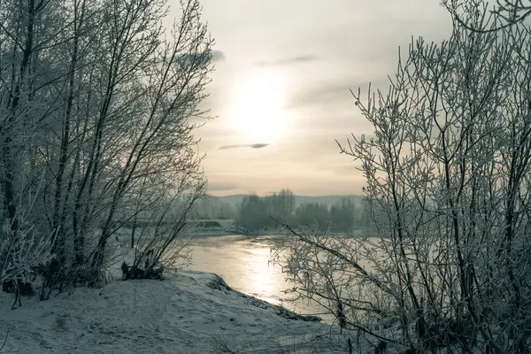 Enisey nehri kışın donmuş ağaçlarla doludur. Yüksek kalite fotoğraf