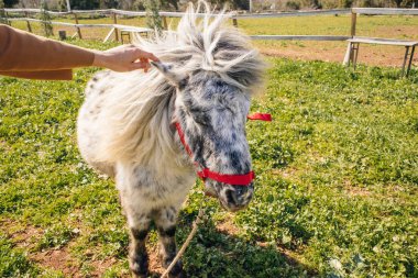 Sahada güzel bir Appaloosa midillisi var. Yüksek kalite fotoğraf