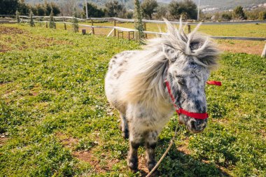 Sahada güzel bir Appaloosa midillisi var. Yüksek kalite fotoğraf