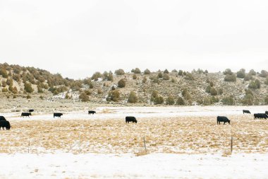 Kış karları köknar ağaçlarını kaplamıştı. Mavi gökyüzü arka planında..