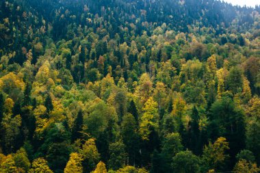 Orman üzerindeki hava manzarası. Ormanda renkli ağaçlar. Yukarıda renkli sonbahar renkleri var. Yüksek kalite fotoğraf