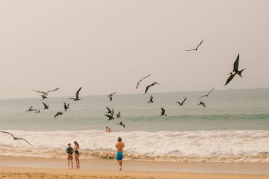Büyük firkateyn kuşu 2 Mayıs 2024, Ekvador, Güney Amerika 'da uçuyor. Yüksek kalite fotoğraf