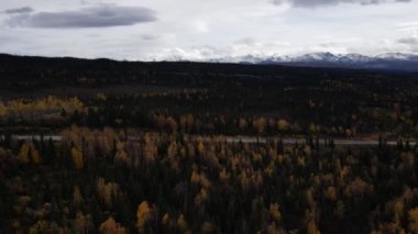 Alaska 'daki Denali Ulusal Parkı' ndaki renkli ağaçların ve kozalaklı ağaçların hava manzarası. Yüksek kalite 4k görüntü
