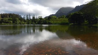 Hilo, Hawaii 'deki Japon bahçesi. Liliuokalani Bahçeleri. Yüksek kalite 4k görüntü