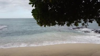 Beyaz kuru ağaç dalları 69. Plaj, Waialea, Büyük Ada ve Hawaii 'deki lav kayalarına ulaşıyor. Yüksek kalite 4k görüntü