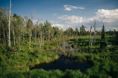 Küçük göller, orman ve güzel mavi gökyüzü ve yaz mevsiminde büyük kabarık bulutlar. Yüksek kalite fotoğraf