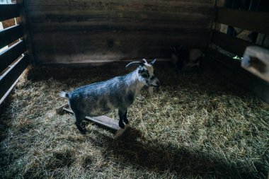 catching pens inside an old wooden barn. High quality photo clipart