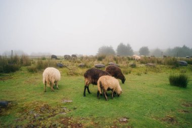 Madeira 'da sisteki koyunlar. Yüksek kalite fotoğraf