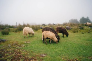 sheep in the fog in madeira. High quality photo clipart