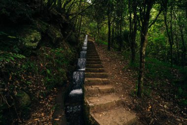 Madeira Levada şelalesi ve güzel yeşil çimenler. Yüksek kalite fotoğraf