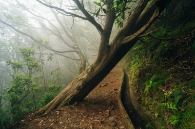 Madeira Levada şelalesi ve güzel yeşil çimenler. Yüksek kalite fotoğraf
