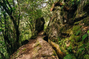 Madeira Levada şelalesi ve güzel yeşil çimenler. Yüksek kalite fotoğraf