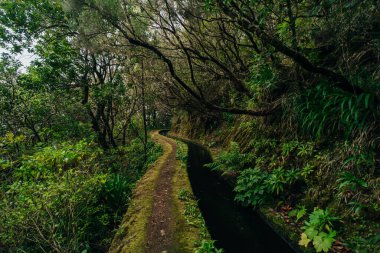 Madeira Levada şelalesi ve güzel yeşil çimenler. Yüksek kalite fotoğraf
