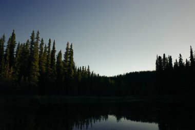 Clark Gölü Ulusal Parkı, Alaska. Kunduz barajı veya kunduz haczi, kunduzlar tarafından gölet yapmak için inşa edilen bir barajdır. Yüksek kalite fotoğraf
