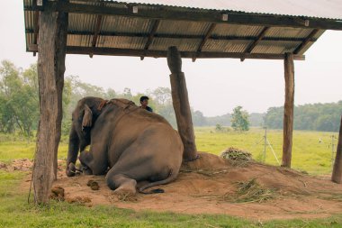 Fil Nepal 'deki Chitwan Ulusal Parkı' ndaki Fil Yetiştirme Merkezi 'nde yerde dinleniyor. Yüksek kalite fotoğraf