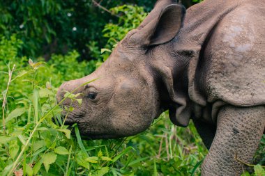 Gergedan Nepal, Chitwan 'daki Sauraha köyünde yemek yiyor. Yüksek kalite fotoğraf