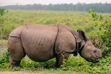 Gergedan Nepal, Chitwan 'daki Sauraha köyünde yemek yiyor. Yüksek kalite fotoğraf