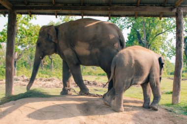 Fil Nepal 'deki Chitwan Ulusal Parkı' ndaki Fil Yetiştirme Merkezi 'nde yerde dinleniyor. Yüksek kalite fotoğraf