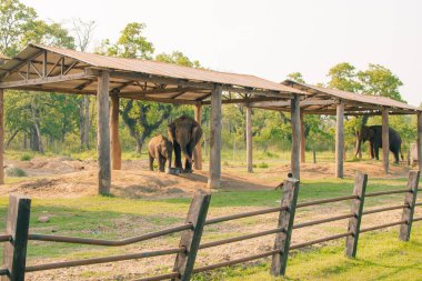Fil Nepal 'deki Chitwan Ulusal Parkı' ndaki Fil Yetiştirme Merkezi 'nde yerde dinleniyor. Yüksek kalite fotoğraf