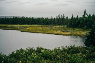 Newfoundland 'daki Geyik Gölü' nün ıssız kıyı şeridi. Sonbaharda mavi gökyüzünün altında tüylü beyaz bulutlarla dolu. Yüksek kalite fotoğraf
