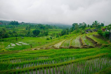 Mancingan köyü, Ubud, Bali, Endonezya 'daki pirinç tarlalarının havadan görünüşü. Yüksek kalite fotoğraf