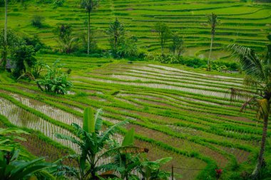 Mancingan köyü, Ubud, Bali, Endonezya 'daki pirinç tarlalarının havadan görünüşü. Yüksek kalite fotoğraf