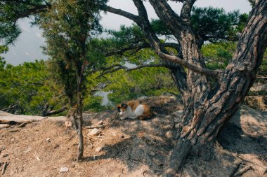 Seul, Bukhansan Ulusal Parkı 'nda taşın zirvesi, sep, 22024. Yüksek kalite fotoğraf
