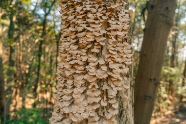 Trichaptum biforme, çürüyen ahşap üzerinde büyüyen menekşe gözenekli mantar. Yüksek kalite fotoğraf