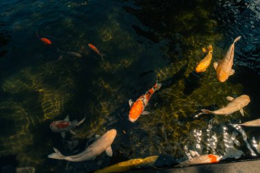 Kırmızı, altın ve beyaz koi balıkları huzurlu bir bahçe havuzunda zarifçe yüzüyorlar. Yüksek kalite fotoğraf