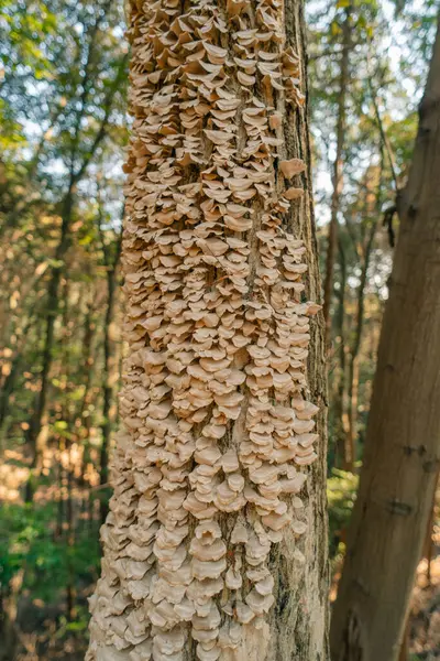 Trichaptum biforme, çürüyen ahşap üzerinde büyüyen menekşe gözenekli mantar. Yüksek kalite fotoğraf