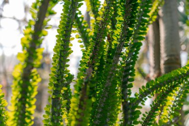 Alluaudia çiçek bitkisi. Dallardaki dikenler ve dikenler. Yeşil Yapraklar arka planına sahip kaktüs. 