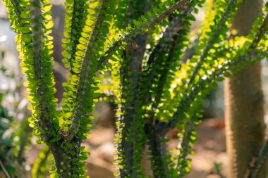 Alluaudia çiçek bitkisi. Dallardaki dikenler ve dikenler. Yeşil Yapraklar arka planına sahip kaktüs. 