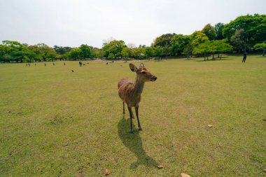 Nara Japonya 'da geyik hayvanı. Yüksek kalite fotoğraf