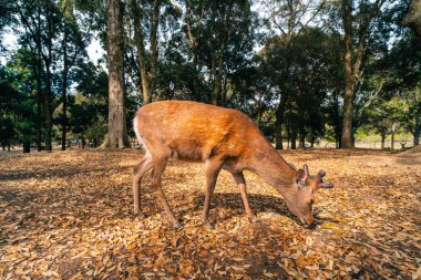 Nara Japonya 'da geyik hayvanı. Yüksek kalite fotoğraf