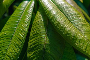 Kanonbol ağacı yaprağı. Couroupita guianensis. Yüksek kalite fotoğraf