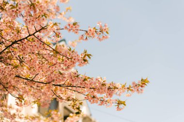 Prunus serrulata 'Kanzan' ın pembe kiraz çiçekli dalını kapatın. En popüler Japon çiçek açan ağacı gökyüzüne karşı kesilmiş bahar.. 