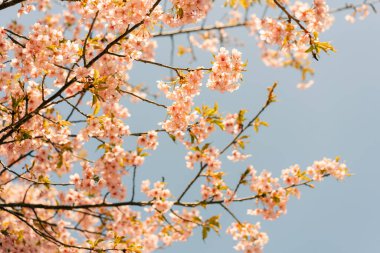 Prunus serrulata 'Kanzan' ın pembe kiraz çiçekli dalını kapatın. En popüler Japon çiçek açan ağacı gökyüzüne karşı kesilmiş bahar.. 