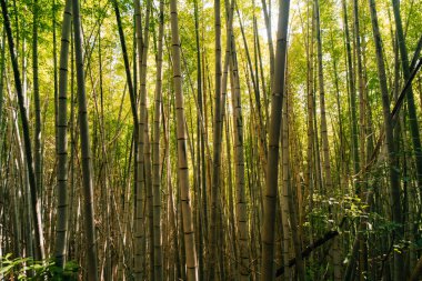 İki tarafında yeşil bambu ağaçları olan dar bir patika. Yüksek kalite fotoğraf