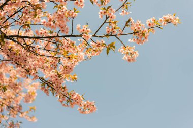 Prunus serrulata 'Kanzan' ın pembe kiraz çiçekli dalını kapatın. En popüler Japon çiçek açan ağacı gökyüzüne karşı kesilmiş bahar.. 